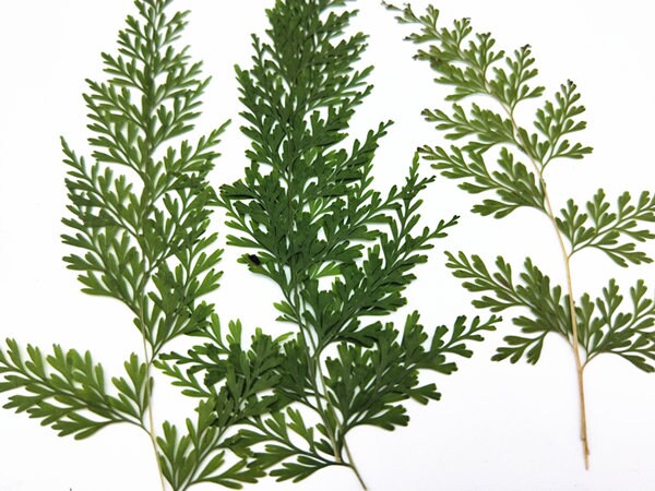 A Pack of 6 PCS Real Pressed Leaves,Pressed Green Leaves flower ferns green leaves Floral real leaf flower Greeny Foliage Stems