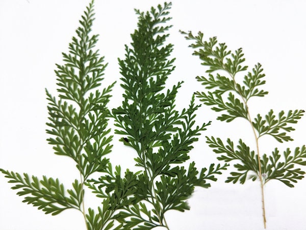 A Pack of 6 PCS Real Pressed Leaves,Pressed Green Leaves flower ferns green leaves Floral real leaf flower Greeny Foliage Stems