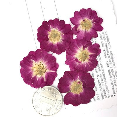 Pressed Purple Rose Flowers: Dried Floral Embellishments (8 PCS)