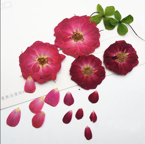 Red Rose Pressed Flowers - 10 PCS Dried Flowers for Crafts