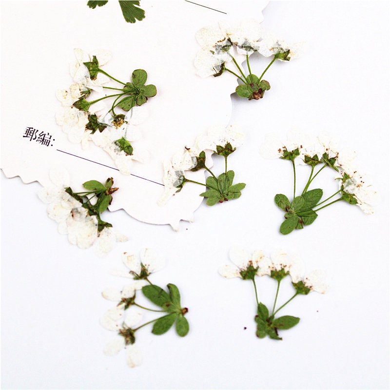 Pressed Snow Grass Flowers: Natural Dried Florals (12 PCS)