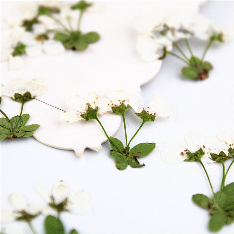 Pressed Snow Grass Flowers: Natural Dried Florals (12 PCS)