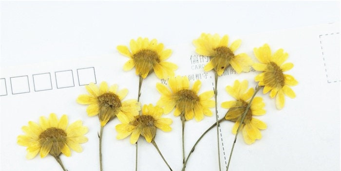 Pressed Chrysanthemum Flowers: Yellow Floral Petals, 10 PCS