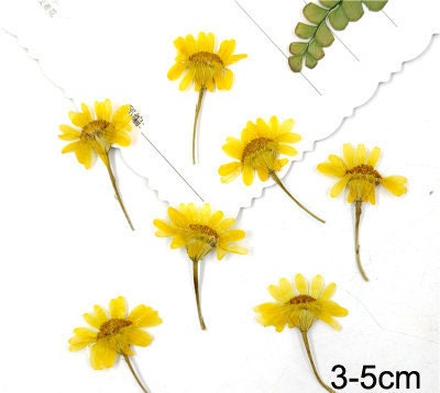 Pressed Chrysanthemum Flowers: Yellow Floral Petals, 10 PCS