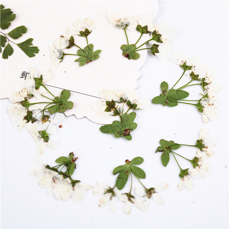 Pressed Snow Grass Flowers: Natural Dried Florals (12 PCS)