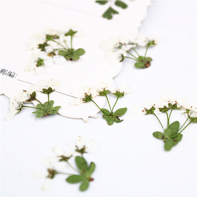 Pressed Snow Grass Flowers: Natural Dried Florals (12 PCS)