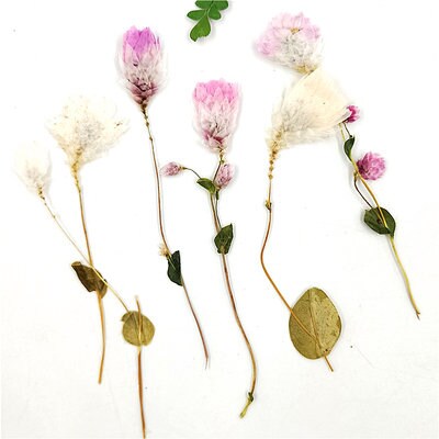 Pressed Flowers: Pink & White Dried Flower Stems (10 PCS)