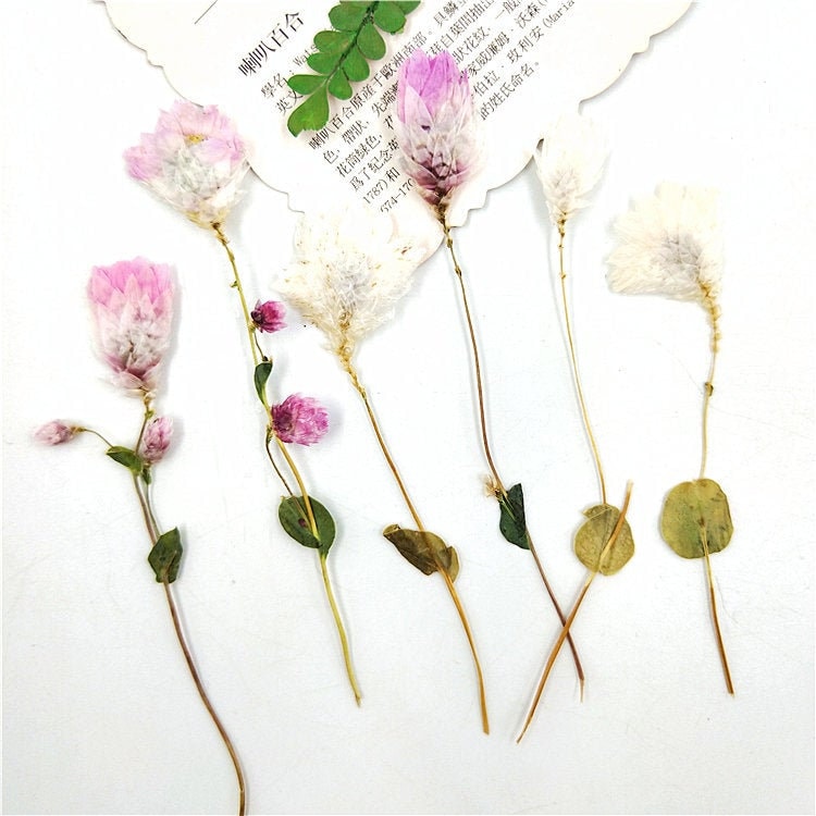 Pressed Flowers: Pink & White Dried Flower Stems (10 PCS)