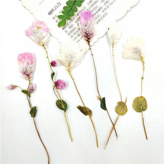 Pressed Flowers: Pink & White Dried Flower Stems (10 PCS)