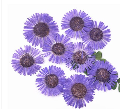 12 Purple Pressed Flowers: Real Dried Wildflower Petals for Resin Jewelry