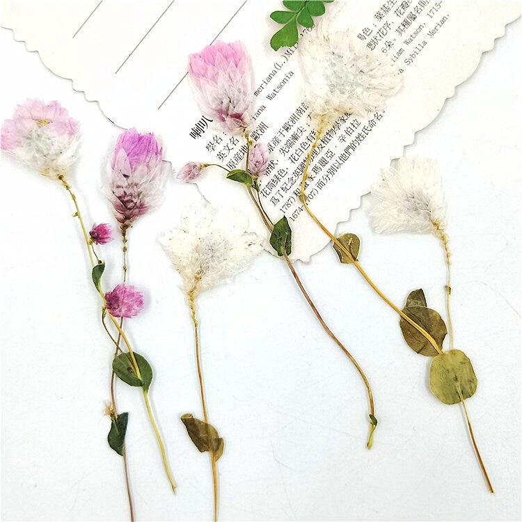 Pressed Flowers: Pink & White Dried Flower Stems (10 PCS)