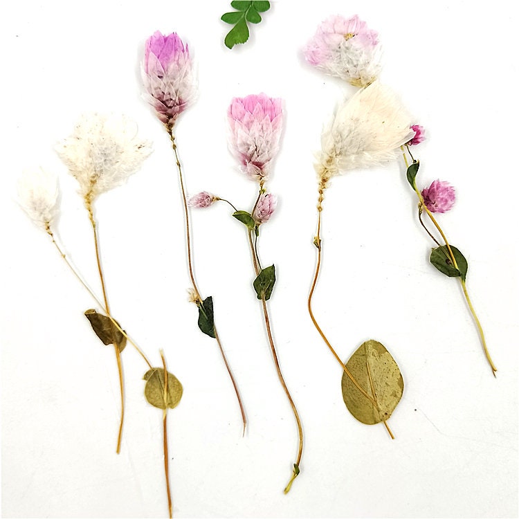 Pressed Flowers: Pink & White Dried Flower Stems (10 PCS)