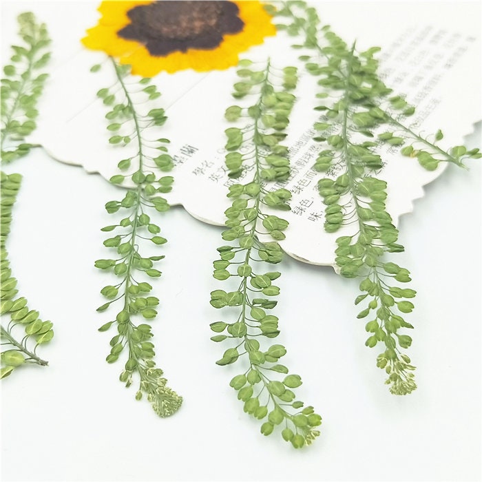 Real Pressed Lepidium Leaves, Green Floral Foliage Stems (12 PCS)