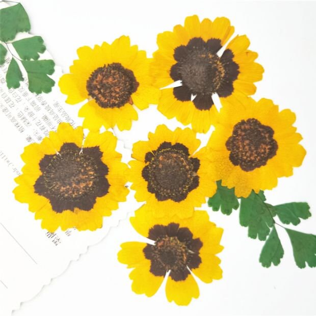 Yellow Chrysanthemum Pressed Flowers - Resin Art, Crafts (12 PCS)