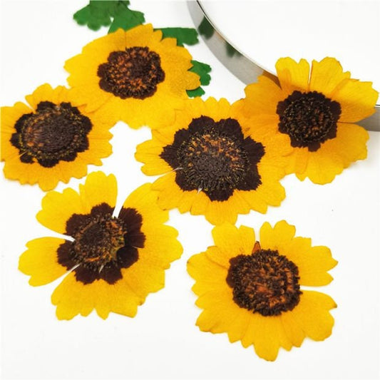 Yellow Chrysanthemum Pressed Flowers - Resin Art, Crafts (12 PCS)