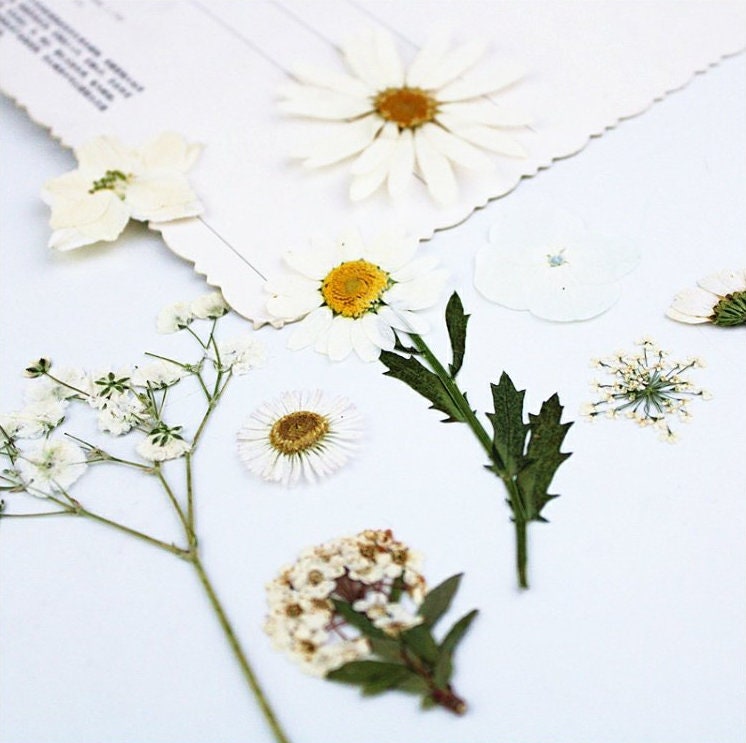 White Pressed Flowers (18 PCS): Dried Floral Resin Art Supplies