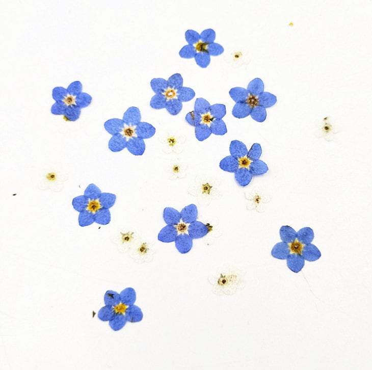Set of 100 PCS,Pressed forget me nots,Blue forget me nots dried flower,Real Blue flower,dried flower petals,Small dried white flowers