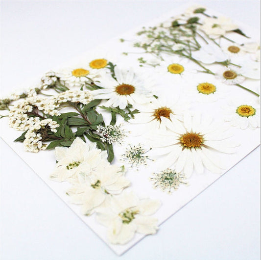 White Pressed Flowers (18 PCS): Dried Floral Resin Art Supplies