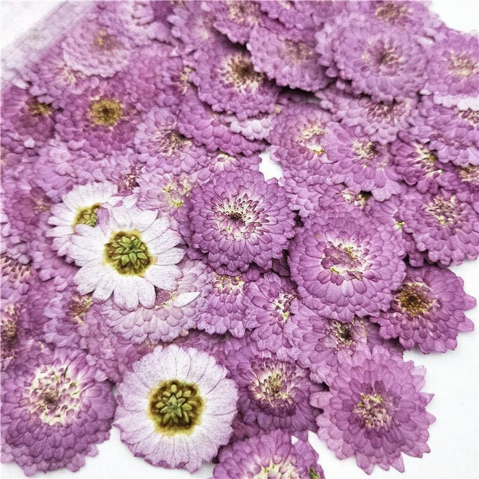 10 Purple Pressed Chrysanthemum Flowers, Natural Dried Flowers for Resin Crafts