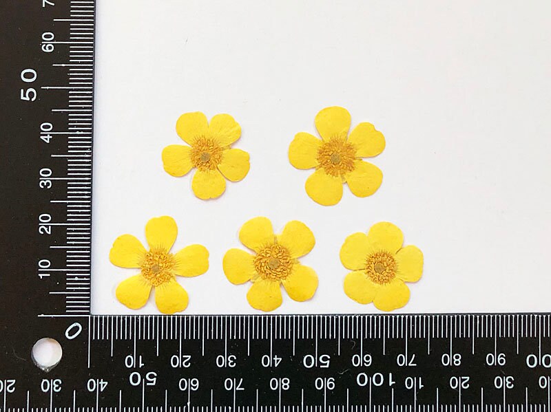 Set of 12 PCS,Pressed flower,Pressed Buttercups Flat Flower,Yellow Pressed Flowers,dried flower petals,Small dried Yellow flowers(2-2.5cm)