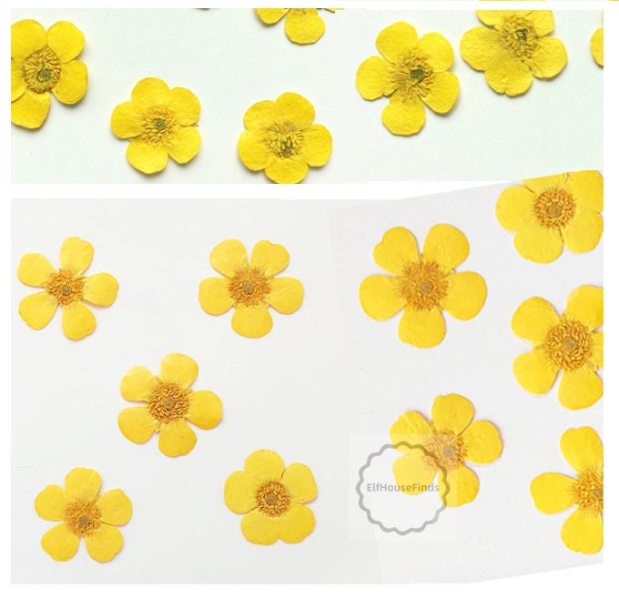 Set of 12 PCS,Pressed flower,Pressed Buttercups Flat Flower,Yellow Pressed Flowers,dried flower petals,Small dried Yellow flowers(2-2.5cm)