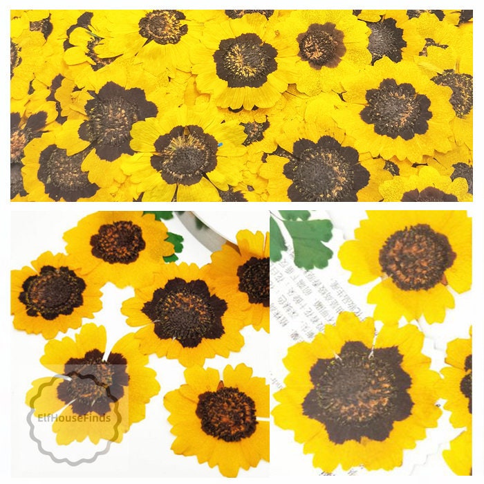 Yellow Chrysanthemum Pressed Flowers - Resin Art, Crafts (12 PCS)