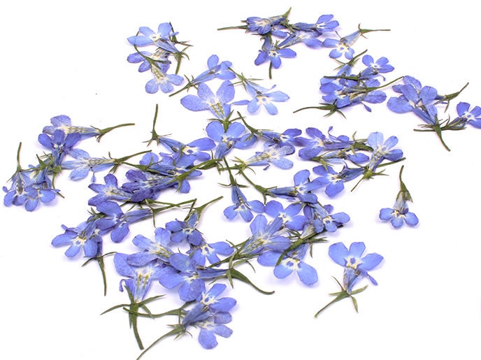 Blue Pressed Flowers, Real Dried Flowers for Resin (12 PCS)