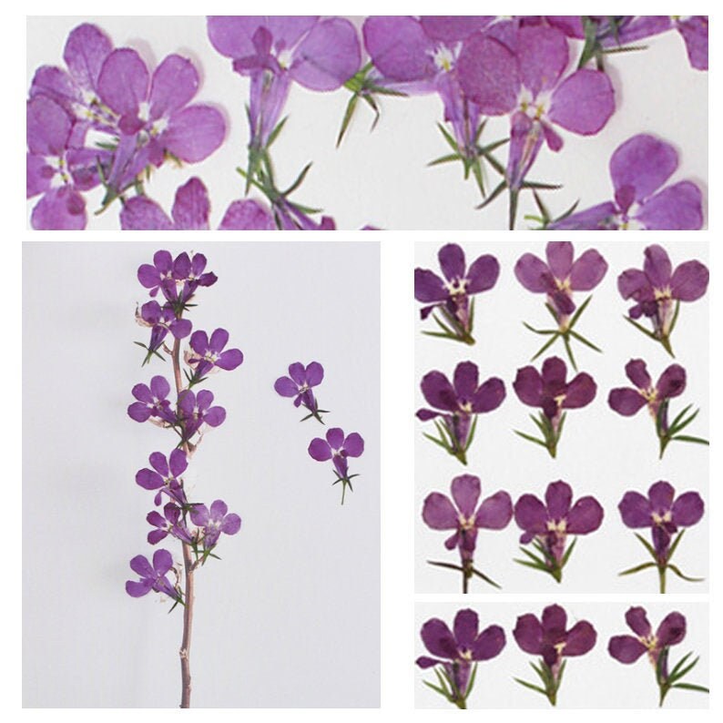 Blue Purple Pressed Flowers: Resin Art Embellishments (12 PCS)