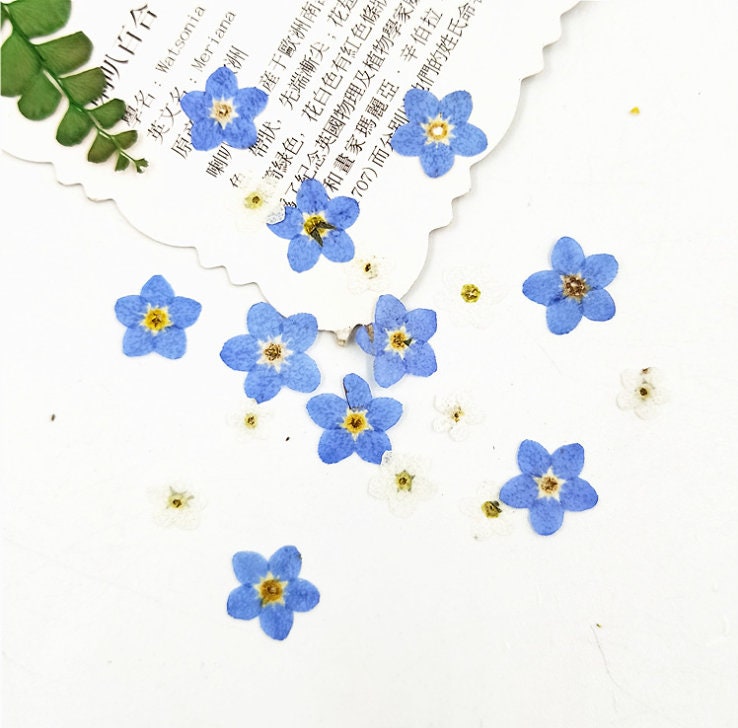 Set of 100 PCS,Pressed forget me nots,Blue forget me nots dried flower,Real Blue flower,dried flower petals,Small dried white flowers