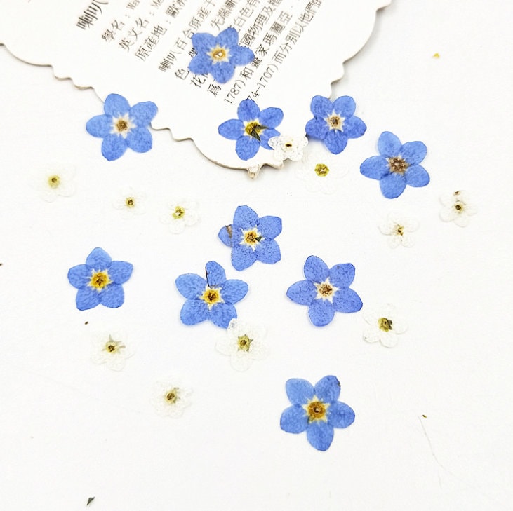 Set of 100 PCS,Pressed forget me nots,Blue forget me nots dried flower,Real Blue flower,dried flower petals,Small dried white flowers