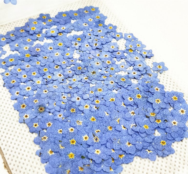 Set of 100 PCS,Pressed forget me nots,Blue forget me nots dried flower,Real Blue flower,dried flower petals,Small dried white flowers