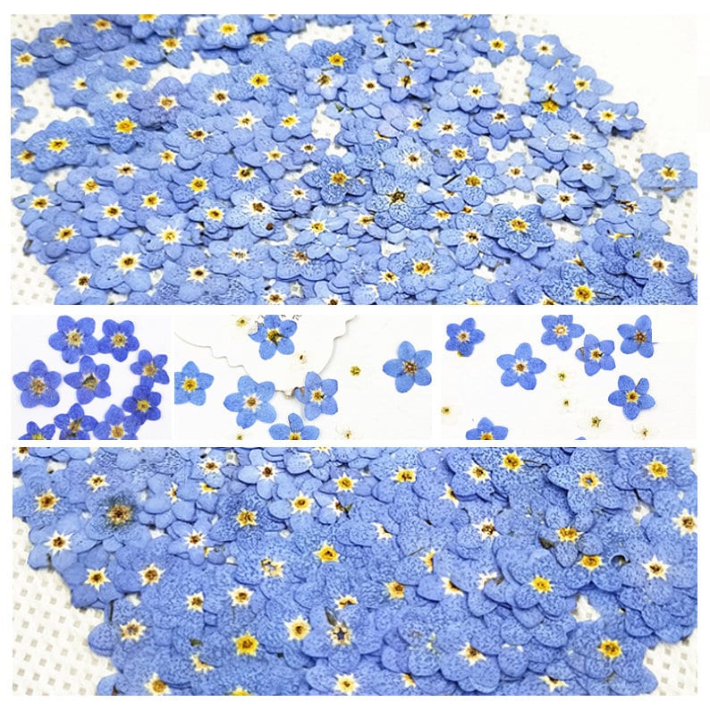 100 PCS Pressed Forget-Me-Nots: Real Dried Blue Flowers dry flower,Pressed flowers