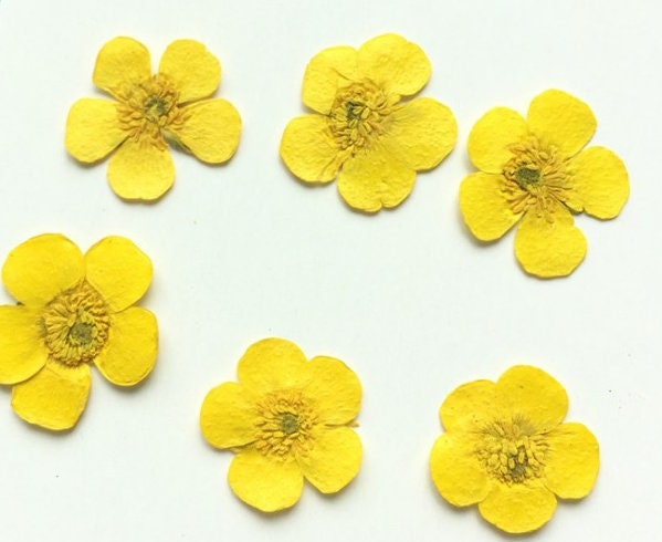 Set of 12 PCS,Pressed flower,Pressed Buttercups Flat Flower,Yellow Pressed Flowers,dried flower petals,Small dried Yellow flowers(2-2.5cm)