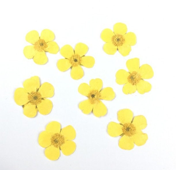 Set of 12 PCS,Pressed flower,Pressed Buttercups Flat Flower,Yellow Pressed Flowers,dried flower petals,Small dried Yellow flowers(2-2.5cm)