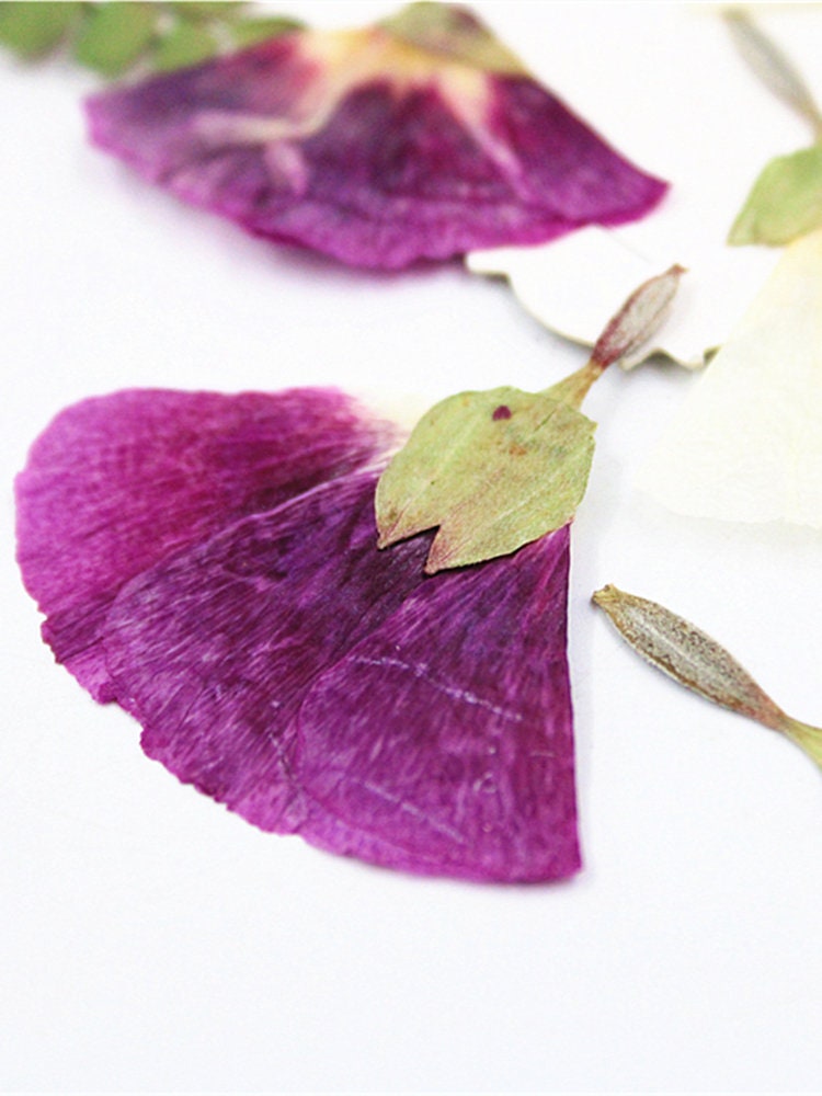 Purple Pressed Flowers, 8 PCS Floral Embellishments