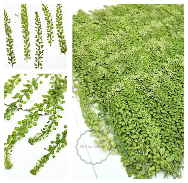 Real Pressed Lepidium Leaves, Green Floral Foliage Stems (12 PCS)