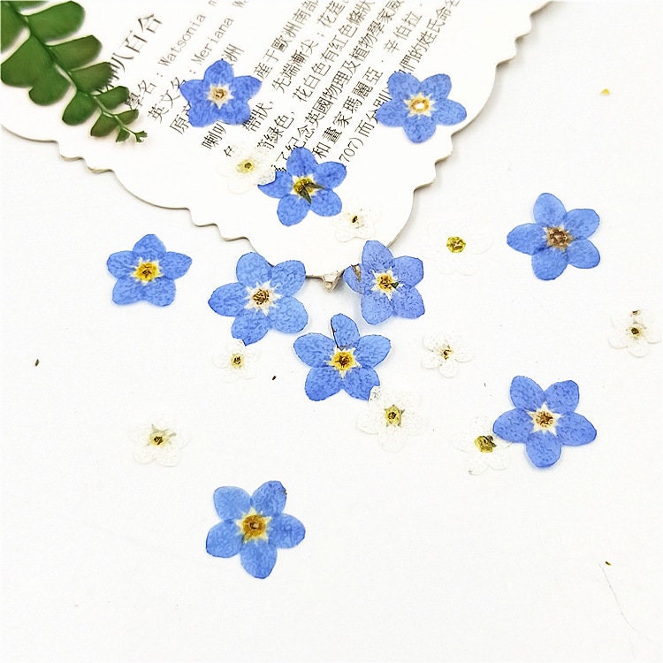 100 Pressed Forget-Me-Nots: Blue Dried Flowers for Crafts
