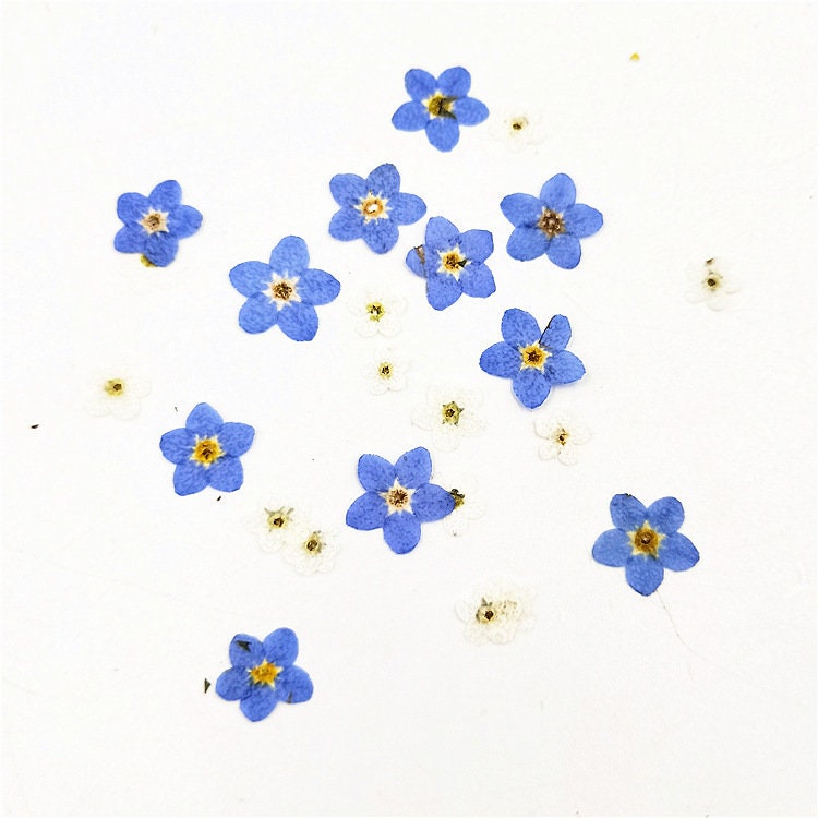 100 Pressed Forget-Me-Nots: Blue Dried Flowers for Crafts