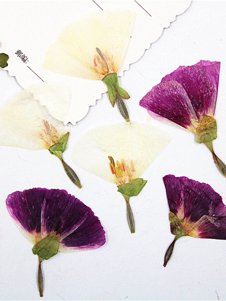 Purple Pressed Flowers, 8 PCS Floral Embellishments