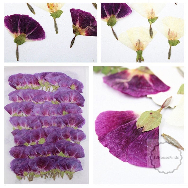 Purple Pressed Flowers, 8 PCS Floral Embellishments
