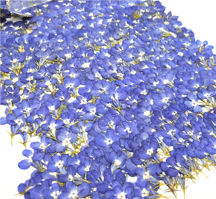 Blue Pressed Flowers, Real Dried Flowers for Resin (12 PCS)