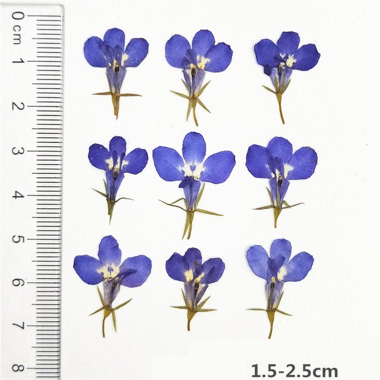 Blue Pressed Flowers, Real Dried Flowers for Resin (12 PCS)