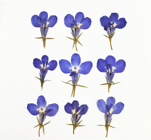 Blue Pressed Flowers, Real Dried Flowers for Resin (12 PCS)