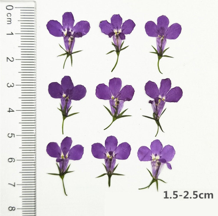 Blue Purple Pressed Flowers: Resin Art Embellishments (12 PCS)
