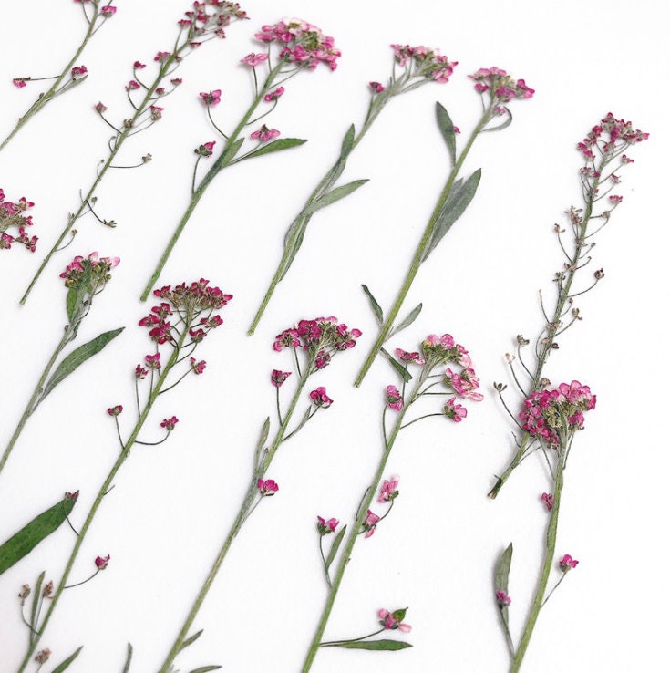 Pink Purple Pressed Alyssum Flowers - Set of 12PCS Dried Stems