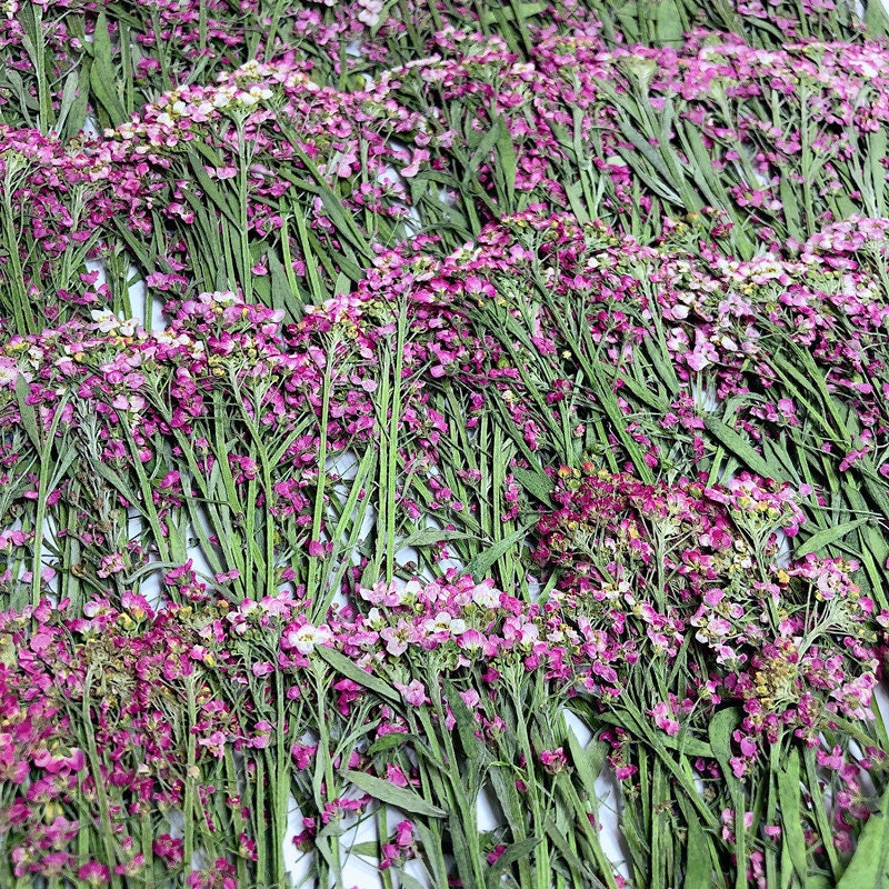Pink Purple Pressed Alyssum Flowers - Set of 12PCS Dried Stems