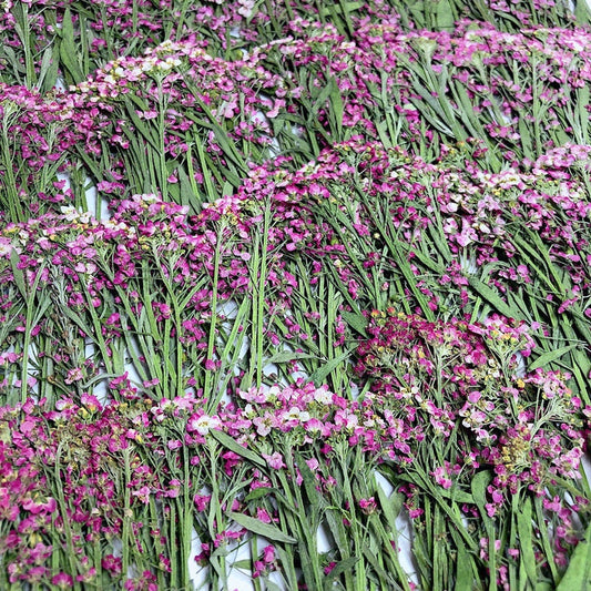 Pink Purple Pressed Alyssum Flowers - Set of 12PCS Dried Stems