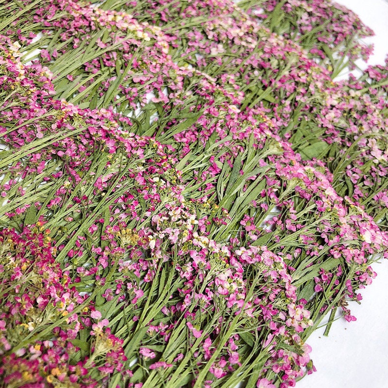 Pink Purple Pressed Alyssum Flowers - Set of 12PCS Dried Stems