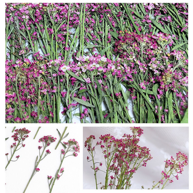 Pink Purple Pressed Alyssum Flowers - Set of 12PCS Dried Stems