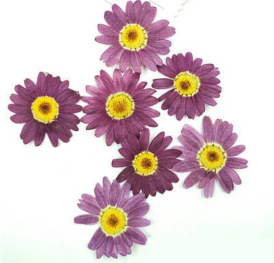 Purple Pressed Flowers: Scrapbooking Art, Set of 8